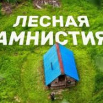 До 1 января 2026 года продлён срок проведения «лесной амнистии».